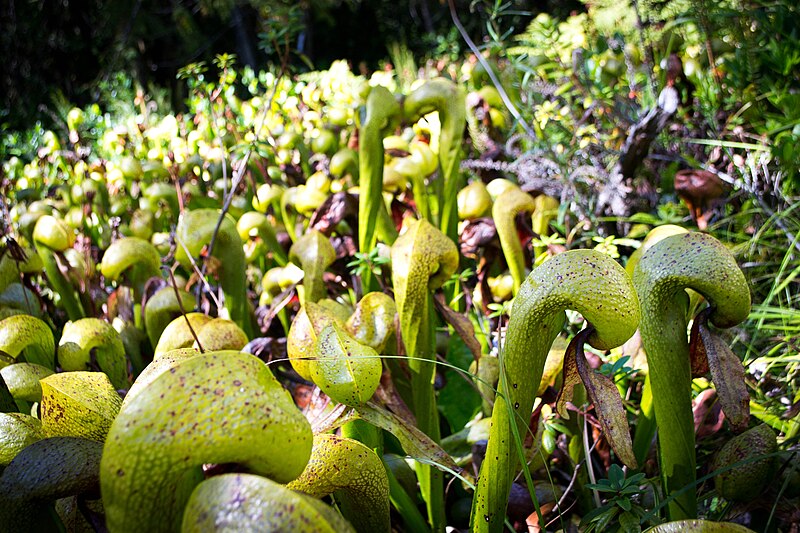 File:Darlingtonia Californica-4.jpg