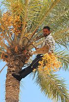 Dates on date palm get harvested.jpg