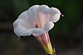 Datura metel flower
