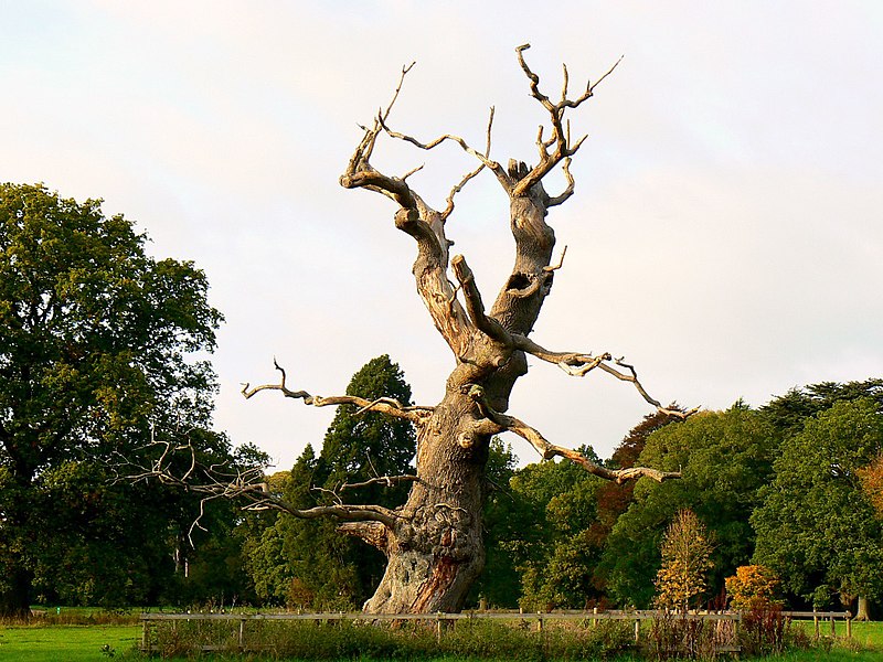 File:Dead tree, Westonbirt Arboretum - geograph.org.uk - 2113235.jpg