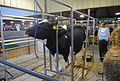 Delaware State Fair - 2012 (7702275000).jpg