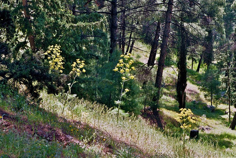 File:Delphi 2011-05-07m.jpg