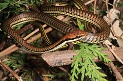 Description de l'image Dendrelaphis luzonensis (KU 330030) from mid-elevation, Mt. Cagua - ZooKeys-266-001-g082.jpg.