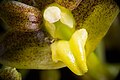 Dendrobium hymenophyllum Labellum