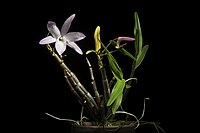 Dendrobium moniliforme 'Kurokami 10' (L.) Sw., Nova Acta Regiae Soc. Sci. Upsal. 6 85 (1799). (51113983807).jpg