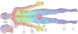 Dermatomes labeled, male front 3d-shaded lying