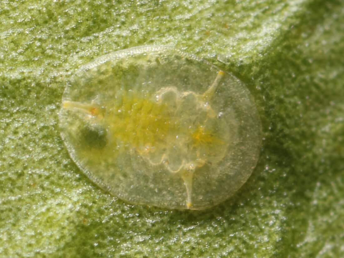 Dialeurodes