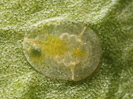 Dialeurodes citri
