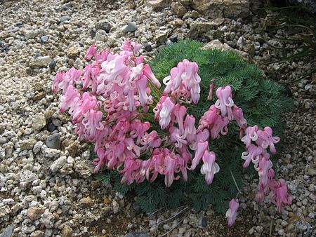 Tập_tin:Dicentra_peregrina_02.jpg