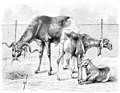 File:Die Gartenlaube (1896) b 0372.jpg Die Haussa-Schafe im Zoologischen Garten zu Berlin Nach dem Leben gezeichnet von Matschie-Held