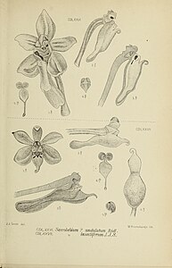 fig. 476 Malleola sphingoides Robiquetia sphingoides fig. 477 Malleola insectifera Robiquetia insectifera