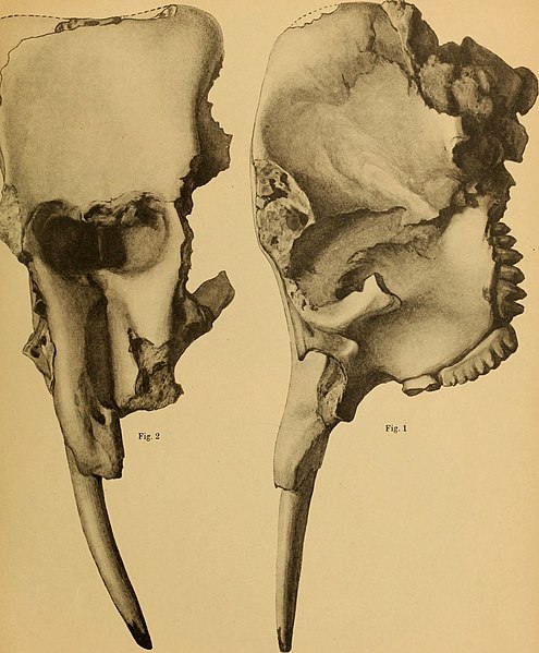 File:Die Pithecanthropus-Schichten auf Java. Geologische und paläontologische Ergebnisse der Trinil-Expedition (1907 und 1908), ausgeführt mit Unterstützung der Akademischen Jubiläumsstiftung der Stadt (20941805555).jpg