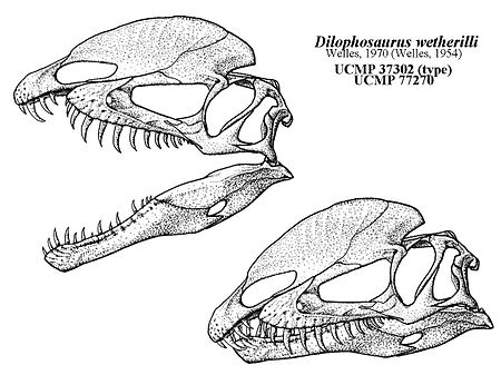 Tập_tin:Dilophosaurus_Qilong.jpg