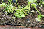 Thumbnail for File:Dionaea muscipula 34zz.jpg
