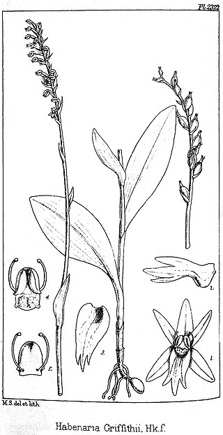 <i>Gennaria griffithii</i> Species of plant