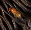 Thumbnail for Drosophila neotestacea