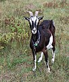 * Nomination Domestic goat -- George Chernilevsky 00:08, 16 October 2020 (UTC) * Promotion  Support Great pic! --Stepro 00:12, 16 October 2020 (UTC)