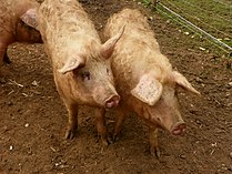 Swine Domestic pigs (Sus scrofa domesticus) (8620573441).jpg