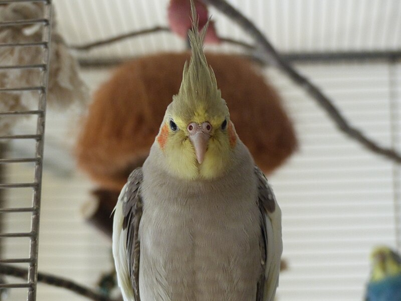 File:Domesticated cockatiel in Switzerland 10.jpg