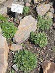 Draba magellanica - Palmengarten Frankfurt - DSC01894. 
 JPG