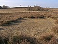 Landscape of the New Forest National park around the site.