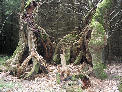 Название деревьев возрастом более 1000 лет. Savernake Forest. Диорама Шервудский лес. Шервудский монстр. Шервудский лес 1000 лет назад.