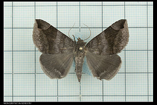 <i>Bastilla amygdalis</i> Species of moth