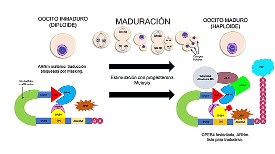 El esquema representa la acción reguladora de la transcripción de CPEB4 durante la maduración del oocito. (Elaboración propia)