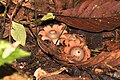 Earth star fungus, Ecuador