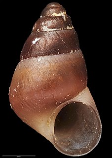 <i>Eatoniella smithae</i> Species of gastropod