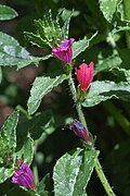 Echium tuberculatum