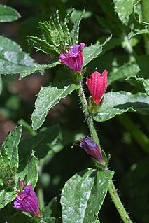 <i>Echium tuberculatum</i> species of plant