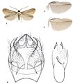 Ectoedemia vivesi male. 1 Paratype male, Spain, Albacete, Socovos; 2 hindwings of male Paratype, Cyprus, Laneia, N.Limassol; 3 hindwings of male Holotype, Spain, Málaga, Istán; 4 Male genitalia, paratype, Spain, Albacete, Socovos.