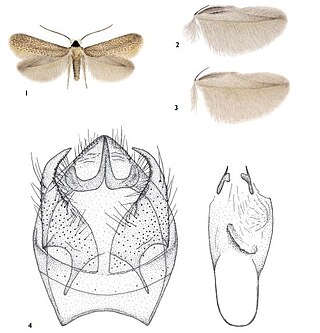 <i>Ectoedemia vivesi</i> Species of moth