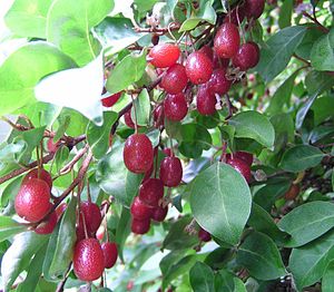 Rich flowering olive willow (Elaeagnus multiflora)