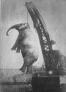 Mary và voi - câu chuyện kinh điển trong lịch sử thiên nhiên. Điều thú vị hơn cả đó là nó đã được bàn tán trên Wikipedia tiếng Việt. Xem ngay!