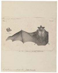 Emballonura monticola - 1700-1880 - Print - Iconographia Zoologica - Special Collections University of Amsterdam - UBA01 IZ20800029.tif