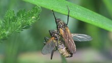 Datei:Empis tessellata in copula.ogv