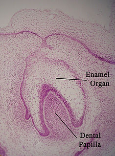 <span class="mw-page-title-main">Enamel organ</span>