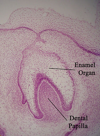 <span class="mw-page-title-main">Enamel organ</span> Aggregate of cells involved in tooth development