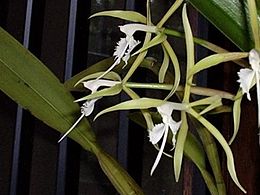 Blakstienotasis epidendras (Epidendrum ciliare)