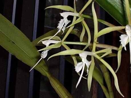 Epidendras