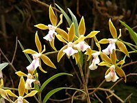 Epidendrum tetraceros