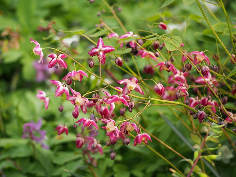 File:Epimedium x rubrum Epimedium czerwone 2018-04-15 02.jpg