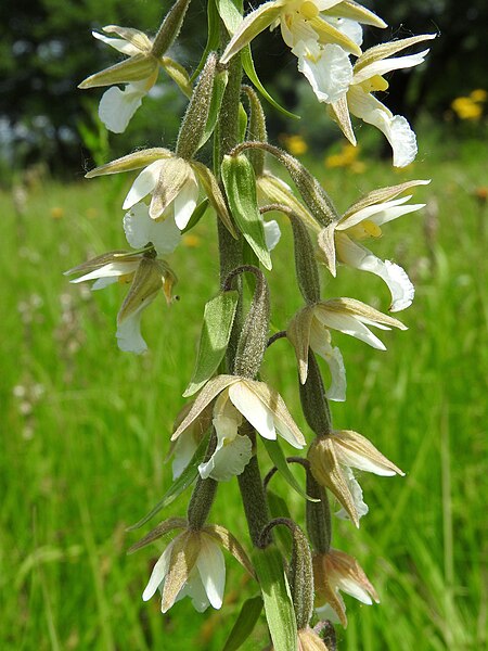 File:Epipactis palustris 14.jpg