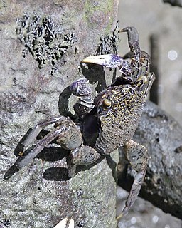 <i>Episesarma versicolor</i> Species of crab