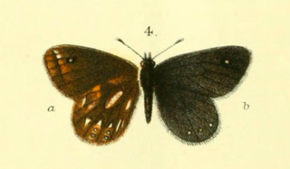 <i>Erebiola butleri</i> Species of butterfly