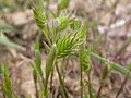 Eremopyrum triticeum (3735541732).jpg