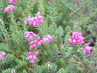 Erica cinerea Type species