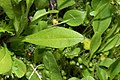 Erigeron peregrinus